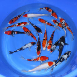 CHIISAI NISAI 24-30 cm HIGH QUALITY